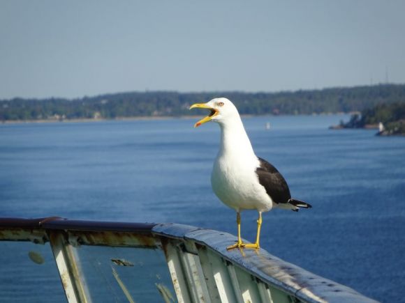dsc06368-hel17